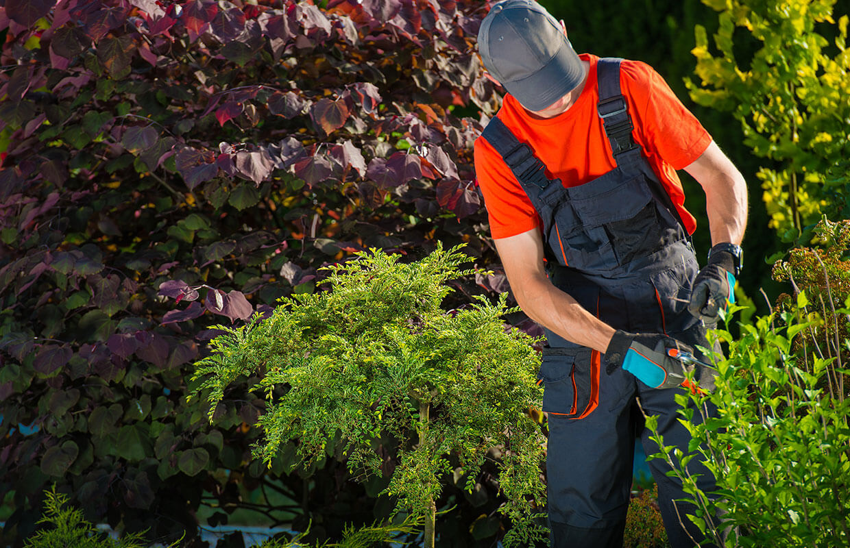 Lawn Care Near Me